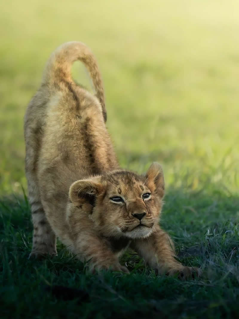 Wildlife Photography by Dhir Jakharia