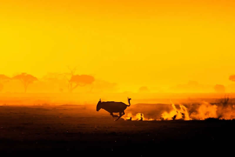 Wildlife Photography by Dhir Jakharia