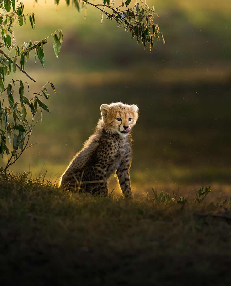 Wildlife Photography by Dhir Jakharia