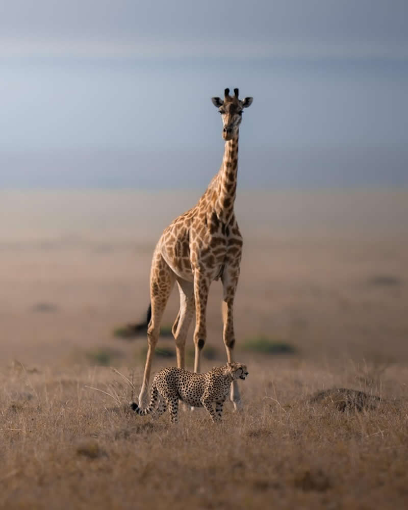 Wildlife Photography by Dhir Jakharia