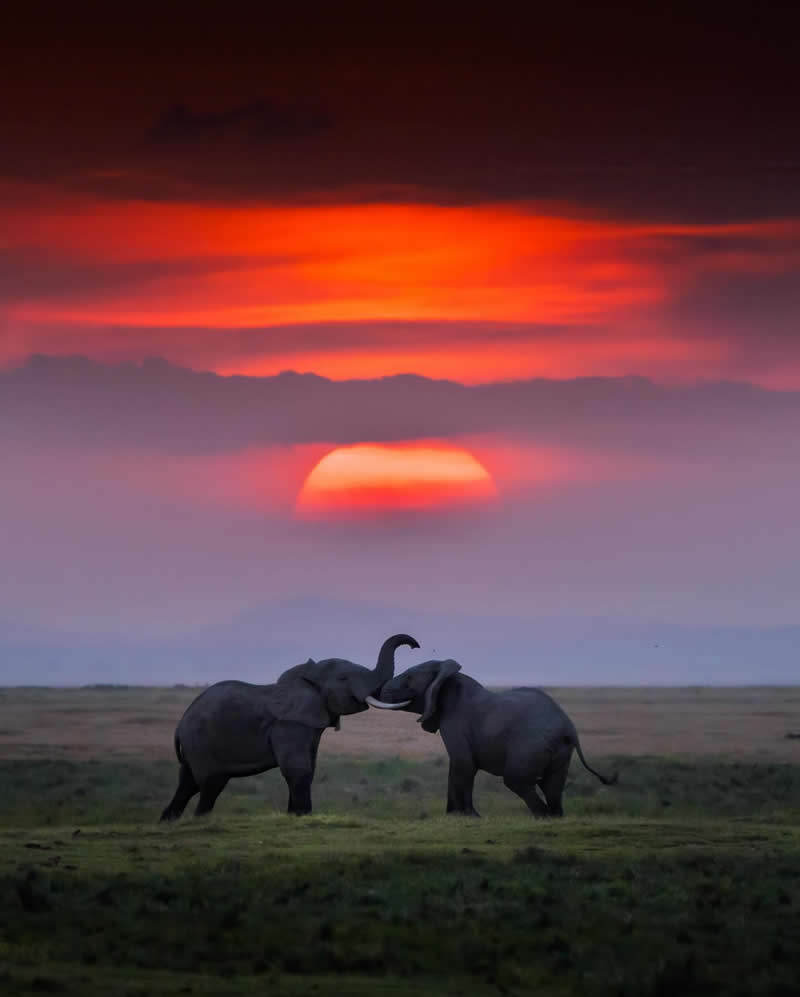 Wildlife Photography by Dhir Jakharia