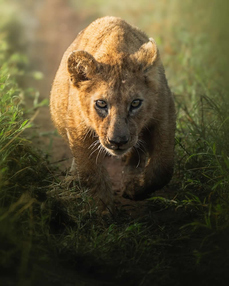 Wildlife Photography by Dhir Jakharia