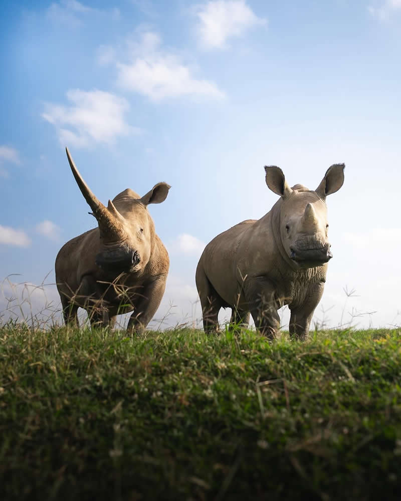 Wildlife Photography by Dhir Jakharia