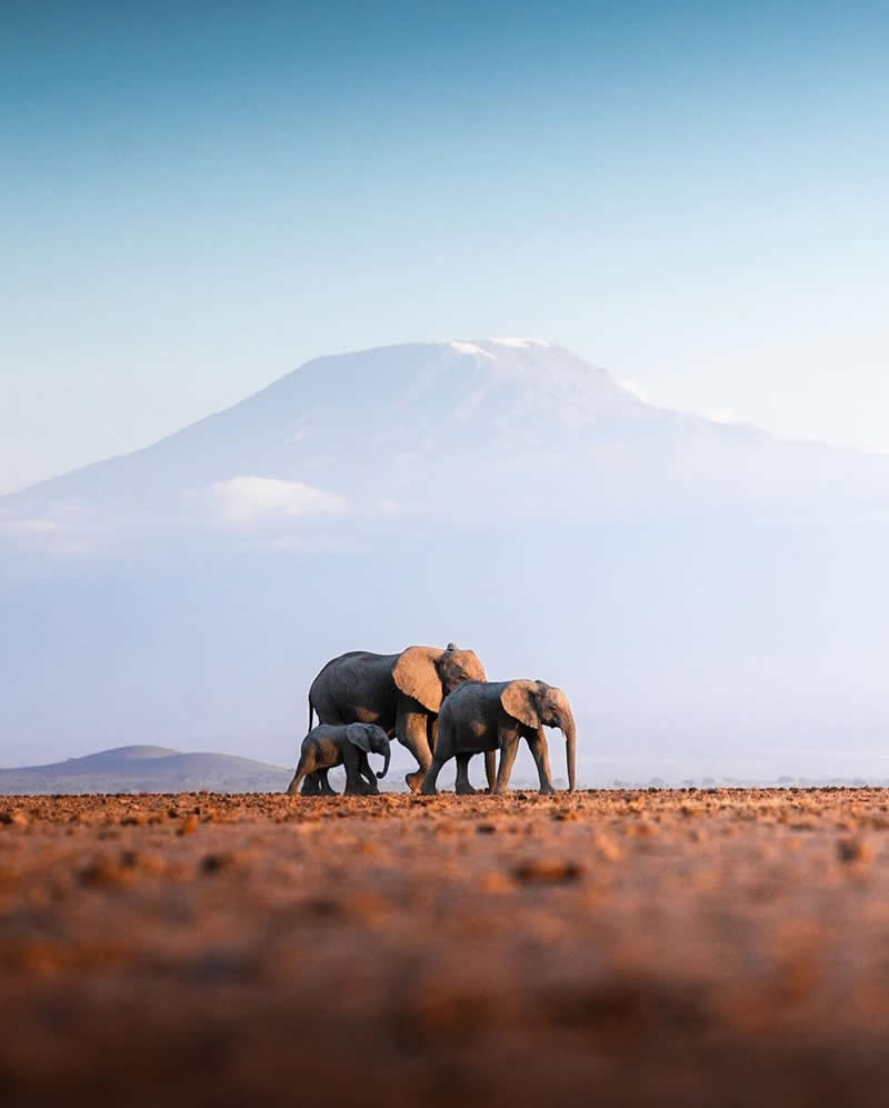 Wildlife Photography by Dhir Jakharia