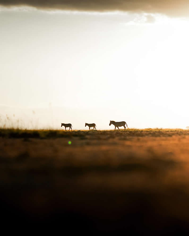 Wildlife Photography by Dhir Jakharia