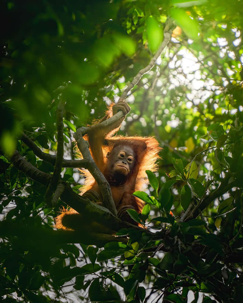 Wildlife Photography by Dhir Jakharia