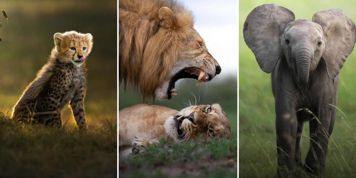 Wildlife Photography by Dhir Jakharia