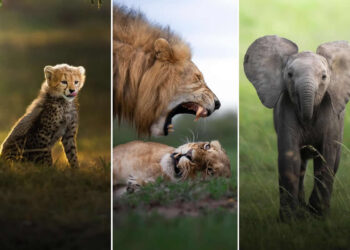 Wildlife Photography by Dhir Jakharia