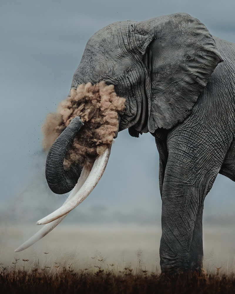 Wildlife Photography by Donal Boyd