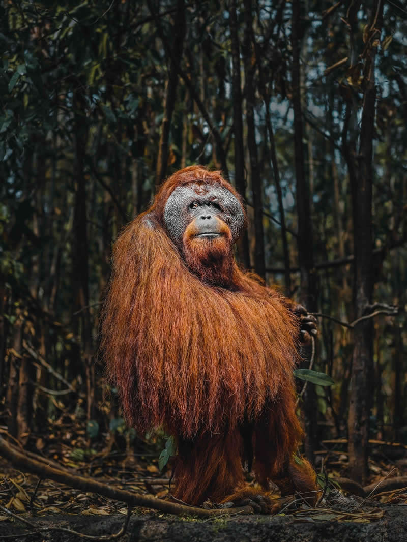 Wildlife Photography by Donal Boyd