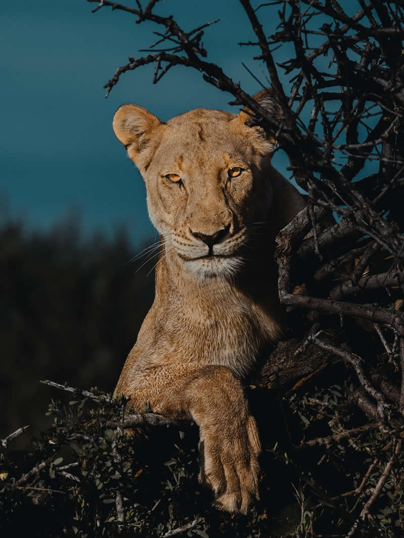 Wildlife Photography by Donal Boyd