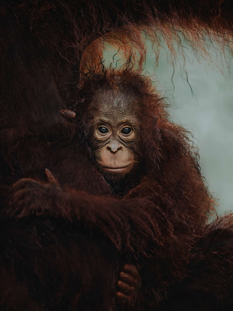 Wildlife Photography by Donal Boyd