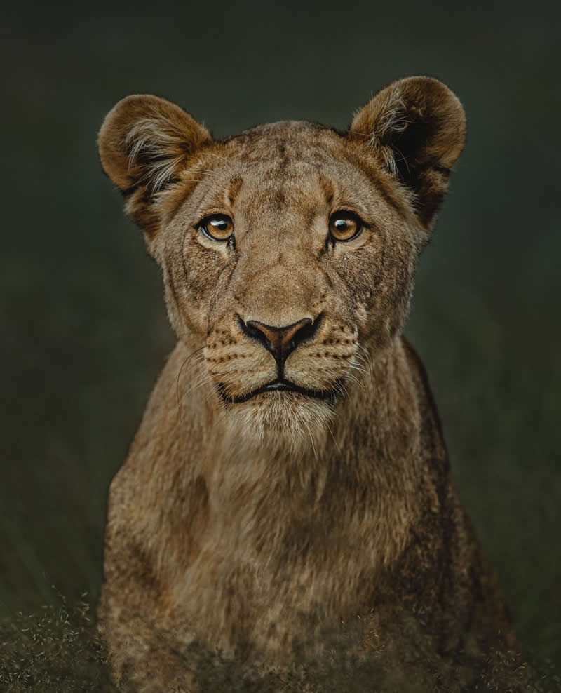 Wildlife Photography by Donal Boyd