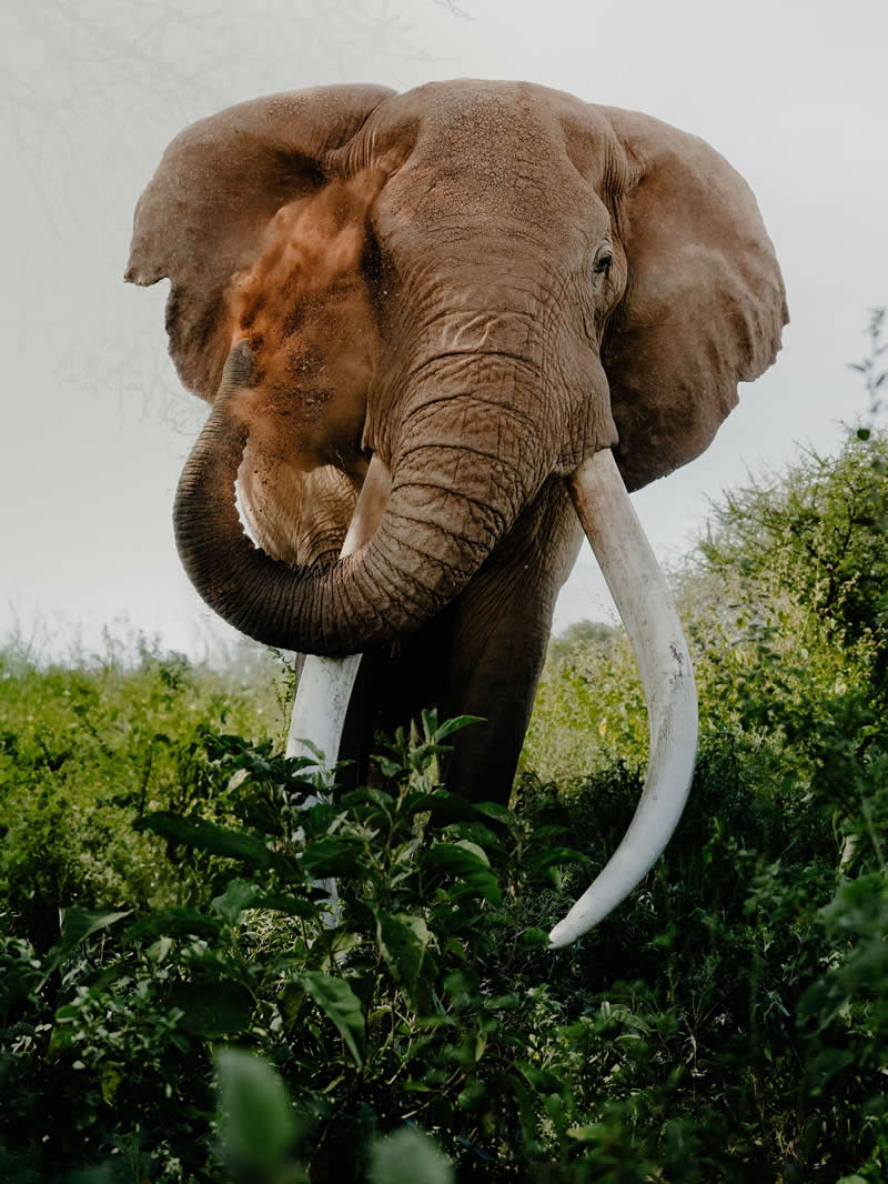 Wildlife Photography by Donal Boyd