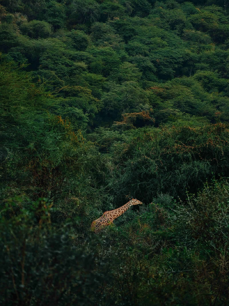 Wildlife Photography by Donal Boyd