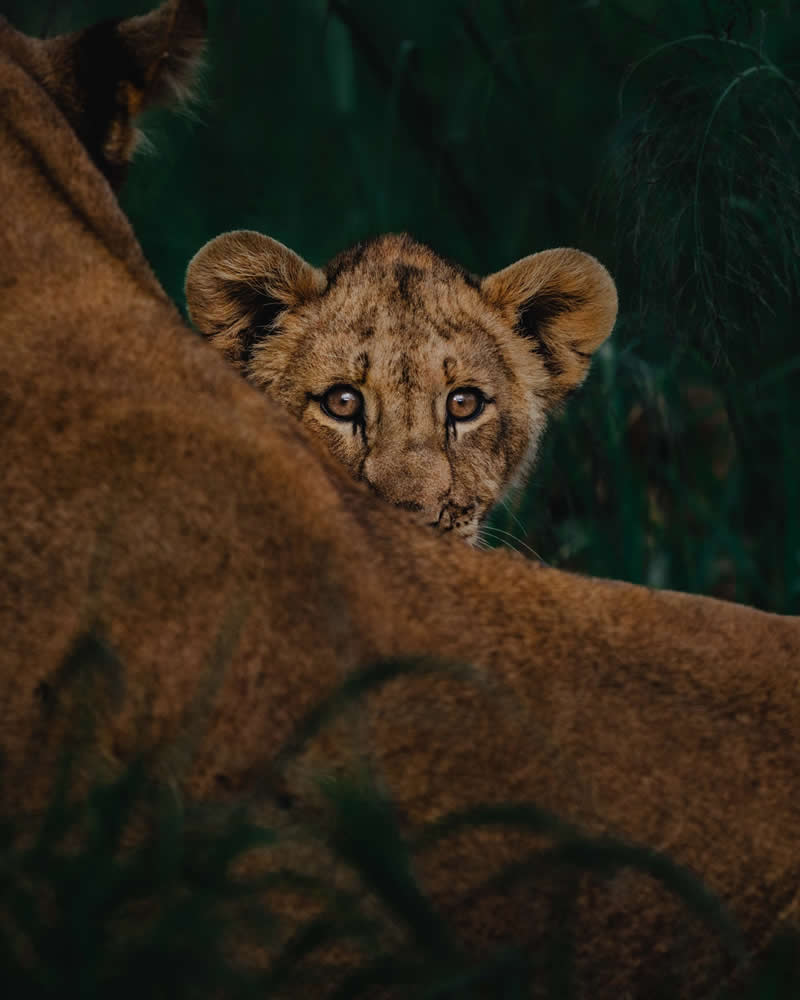 Wildlife Photography by Donal Boyd