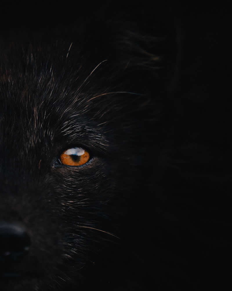 Wildlife Photography by Donal Boyd