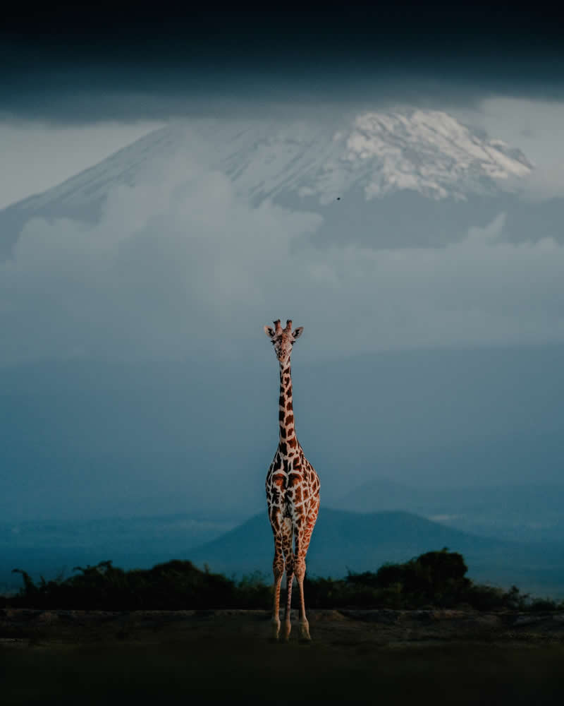 Wildlife Photography by Donal Boyd