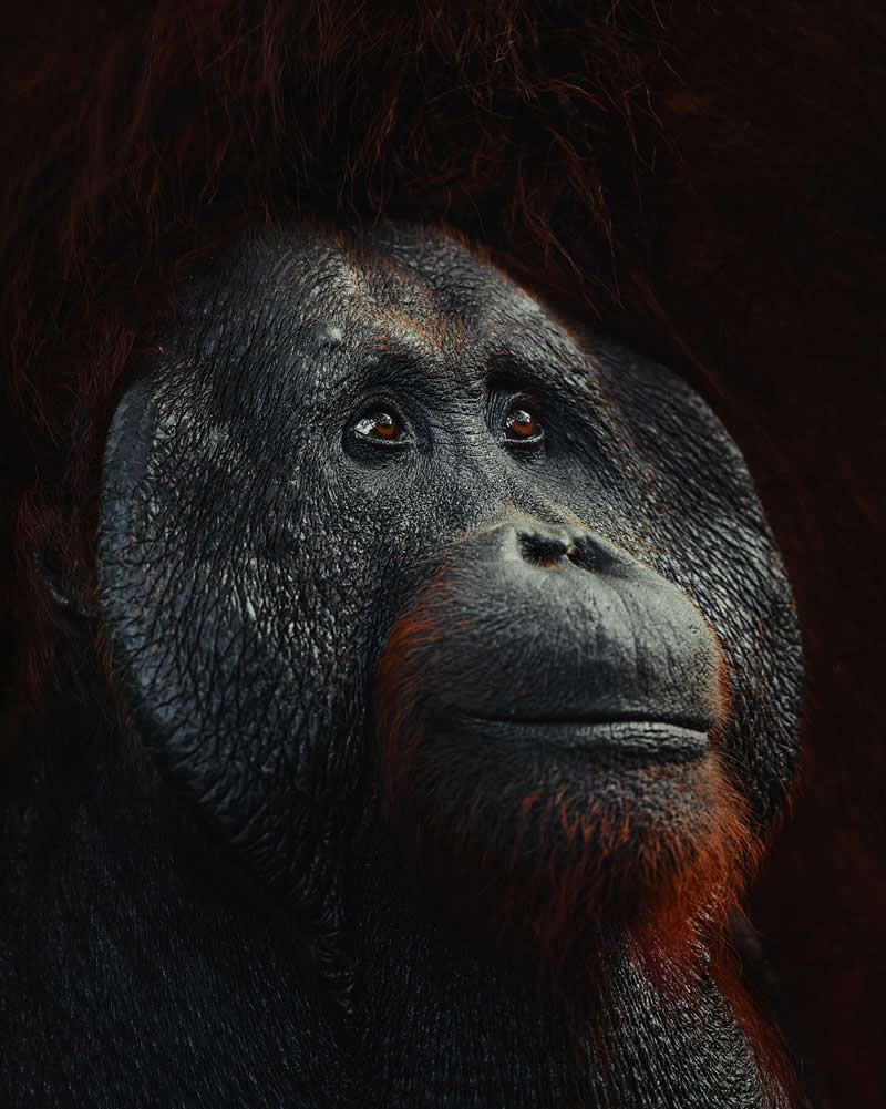 Wildlife Photography by Donal Boyd