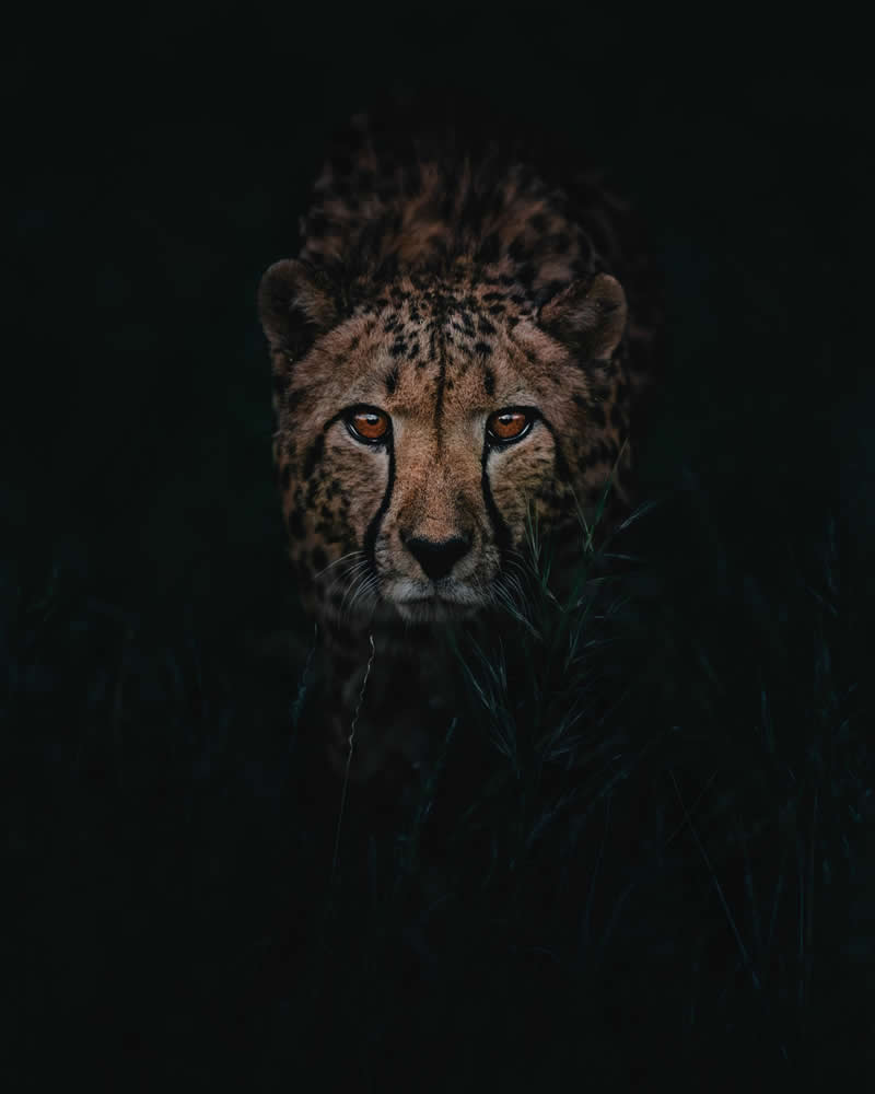 Wildlife Photography by Donal Boyd