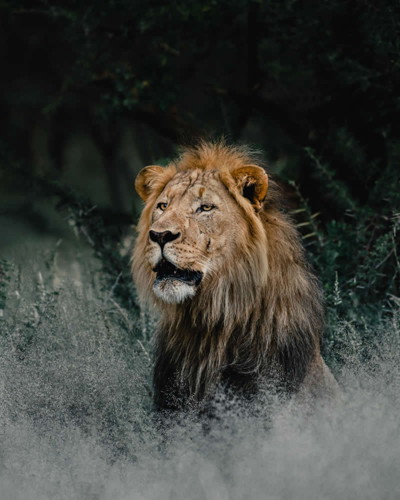 Wildlife Photography by Donal Boyd
