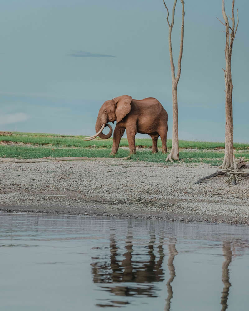 Wildlife Photography by Donal Boyd