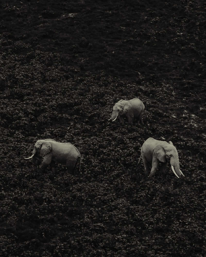 Wildlife Photography by Donal Boyd