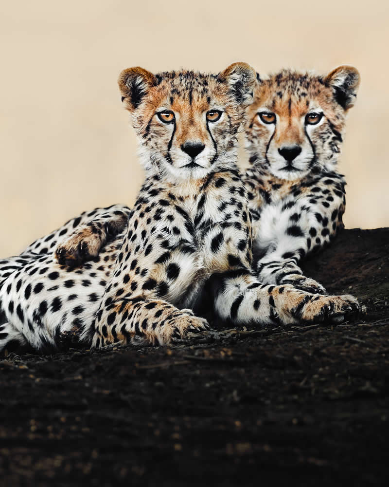 Wildlife Photography by Donal Boyd