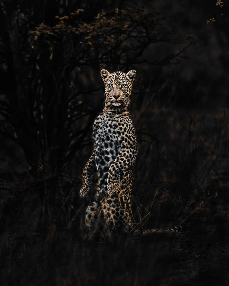 Wildlife Photography by Donal Boyd