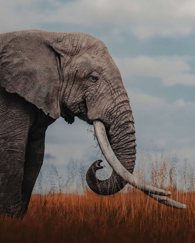 Wildlife Photography by Donal Boyd