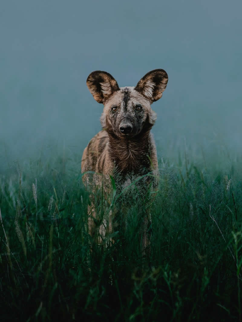 Wildlife Photography by Donal Boyd