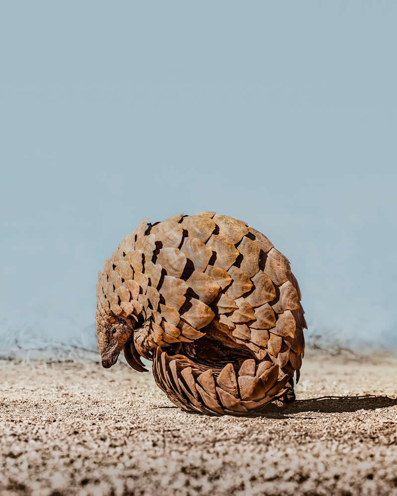 Wildlife Photography by Donal Boyd