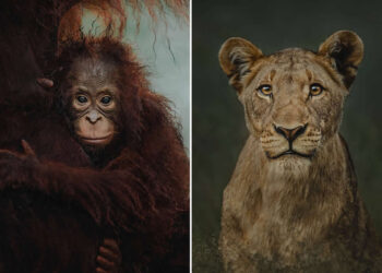 Wildlife Photography by Donal Boyd