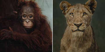 Wildlife Photography by Donal Boyd