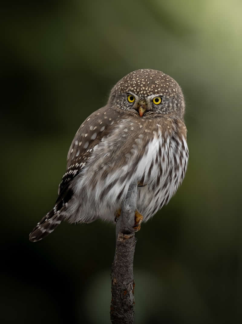 Wildlife Photography by Ivey Kennedy