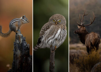 Wildlife Photography by Ivey Kennedy