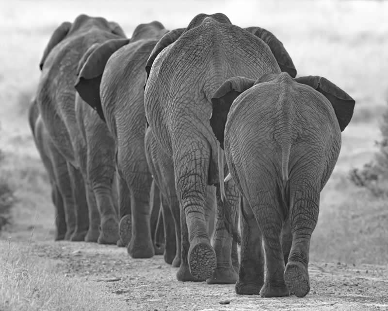 Wildlife Photography by Preeti and Prashant