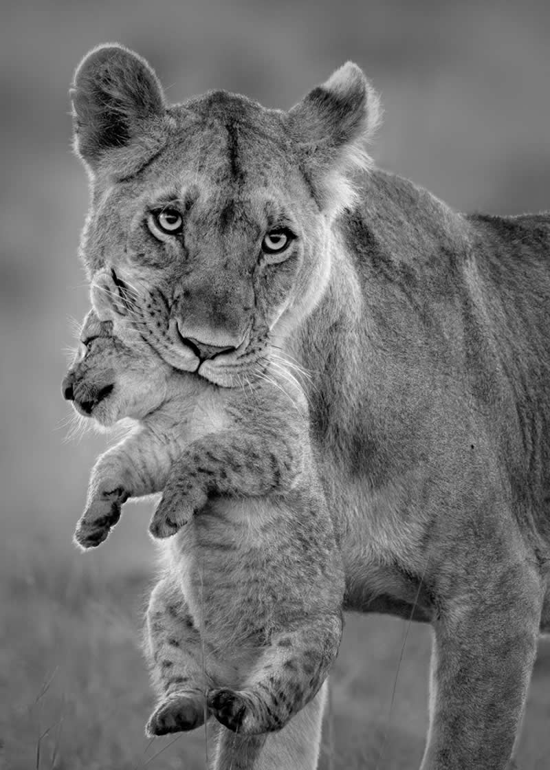 Wildlife Photography by Preeti and Prashant