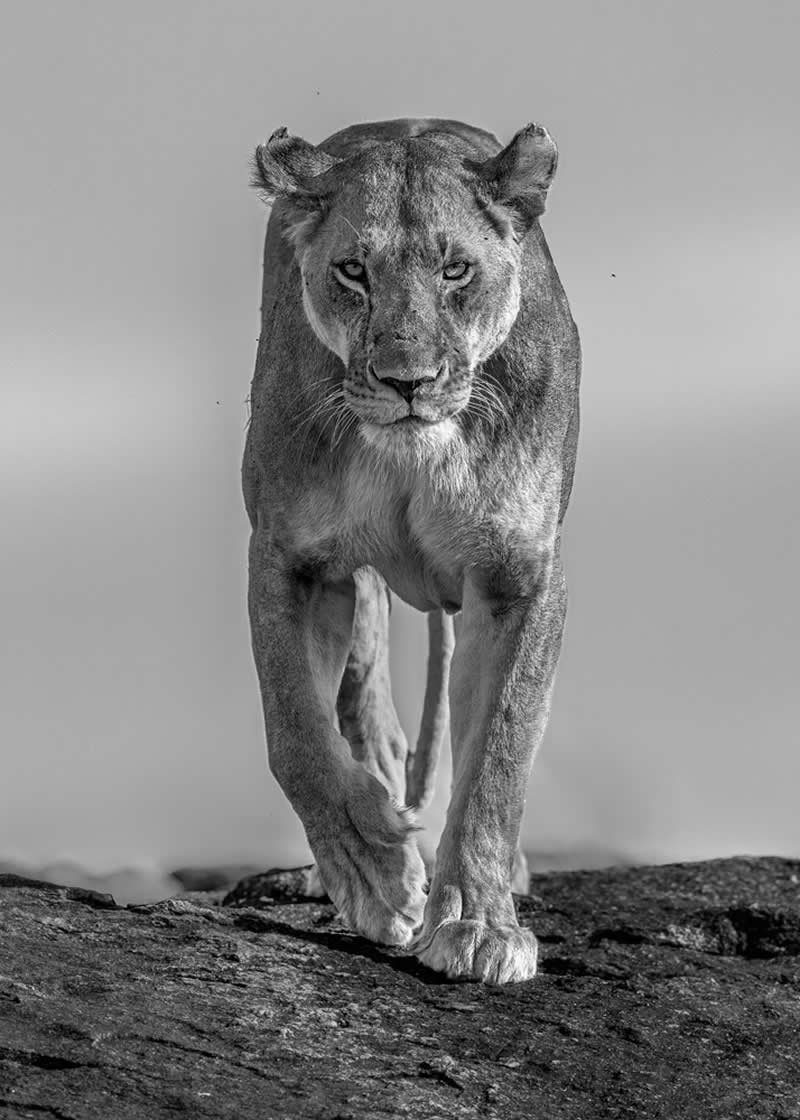 Wildlife Photography by Preeti and Prashant