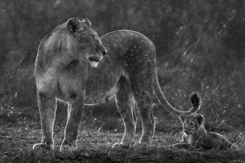 Wildlife Photography by Preeti and Prashant