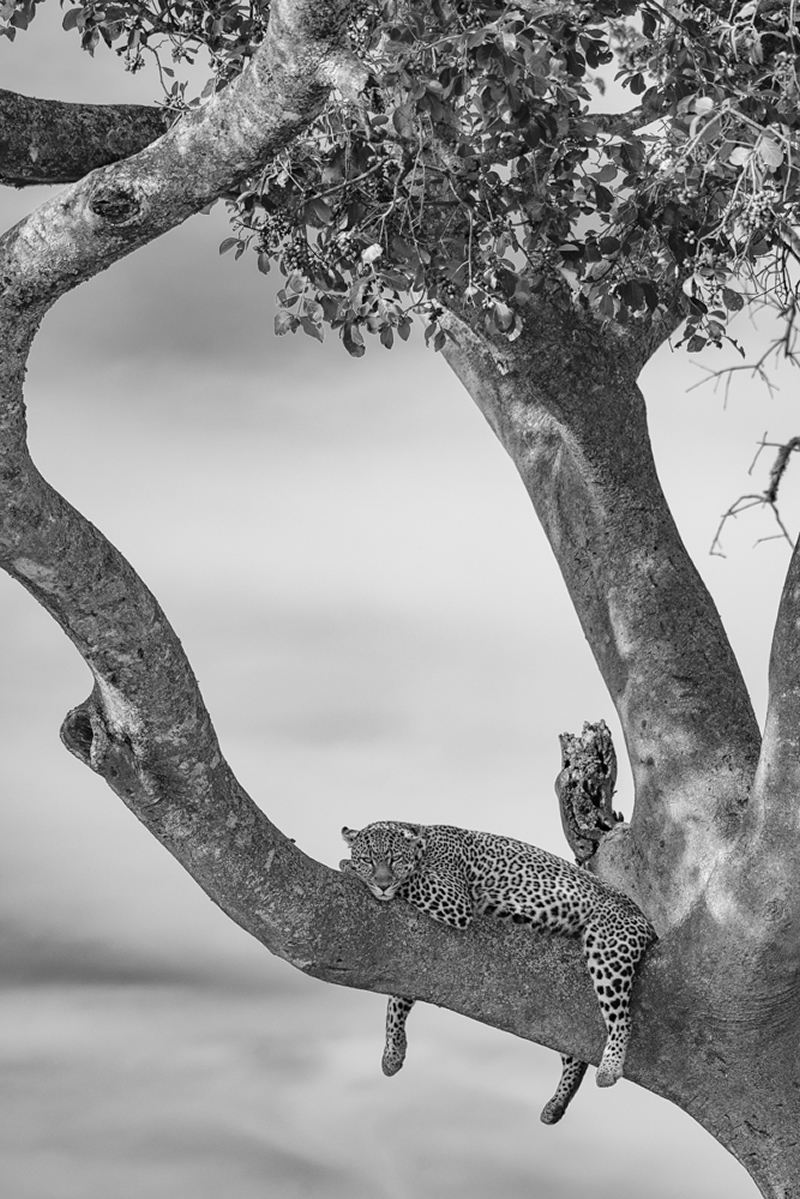 Wildlife Photography by Preeti and Prashant