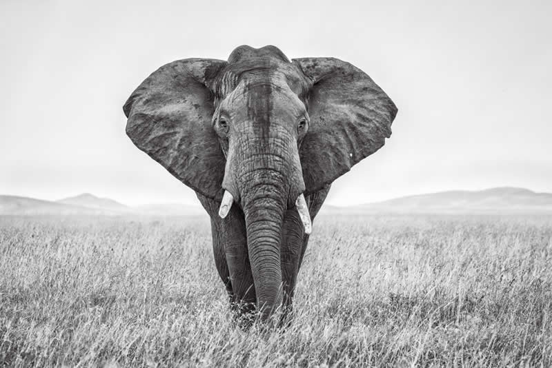 Wildlife Photography by Preeti and Prashant