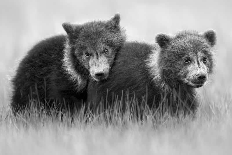 Wildlife Photography by Preeti and Prashant