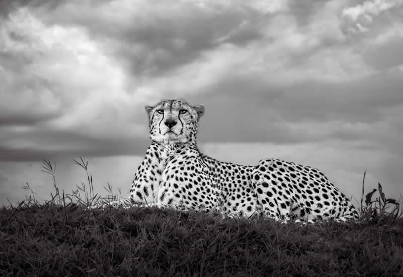 Wildlife Photography by Preeti and Prashant