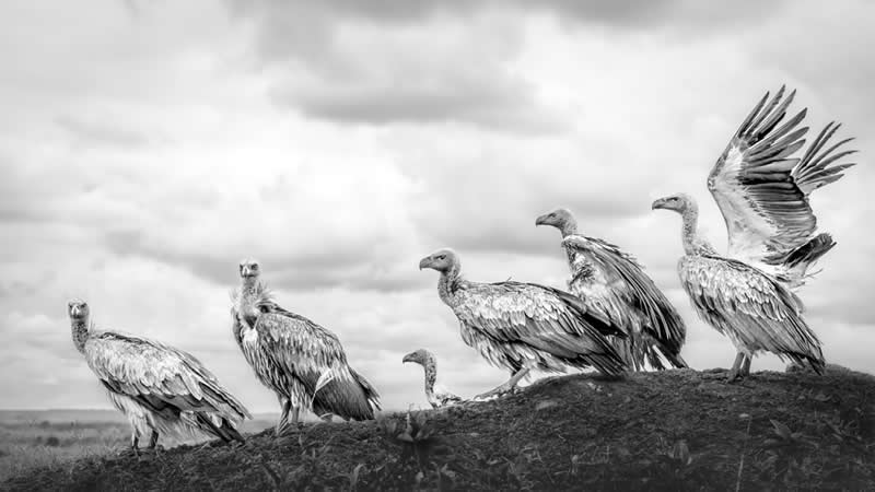 Wildlife Photography by Preeti and Prashant