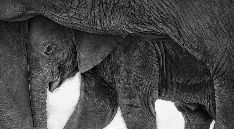 Wildlife Photography by Preeti and Prashant