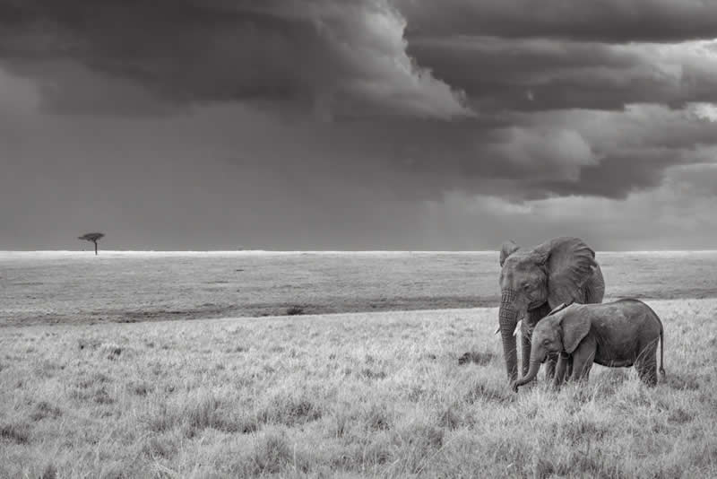 Wildlife Photography by Preeti and Prashant