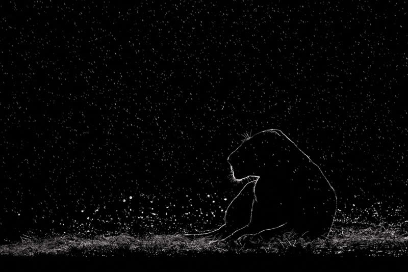 Wildlife Photography by Preeti and Prashant