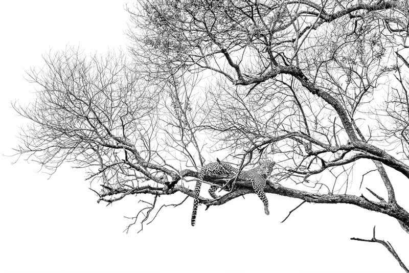 Wildlife Photography by Preeti and Prashant