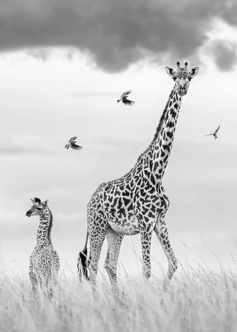 Wildlife Photography by Preeti and Prashant